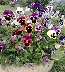 Аватара пользователя