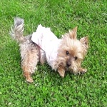 Аватара пользователя