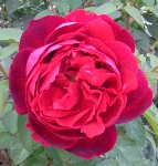 Аватара пользователя