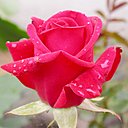 Аватара пользователя