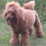 Аватара пользователя