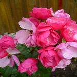 Аватара пользователя