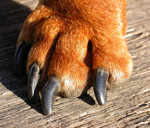 Аватара пользователя