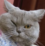 Аватара пользователя