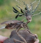 Аватара пользователя